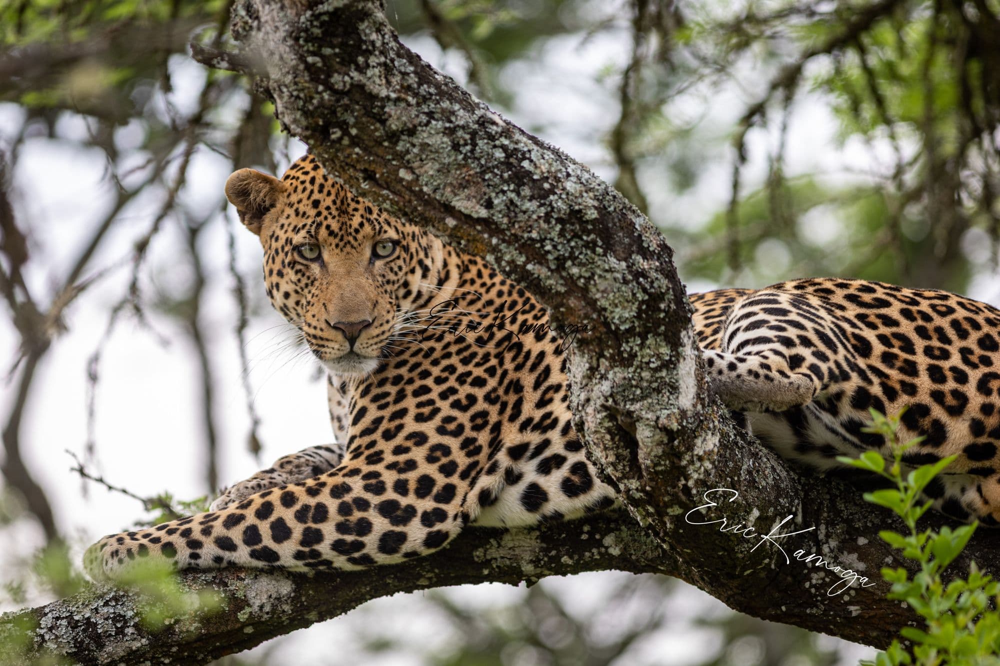 A Sri Lankan leopard resting on a fallen branch in dry scrub at Yala