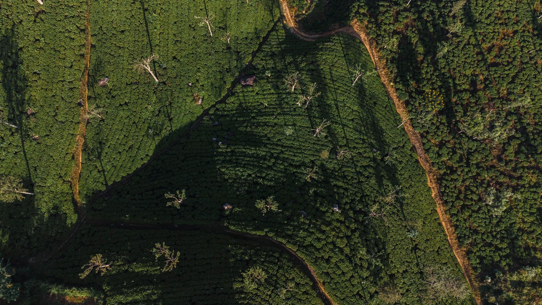 Aerial view of tea fields at Haputale in the Sri Lankan highlands