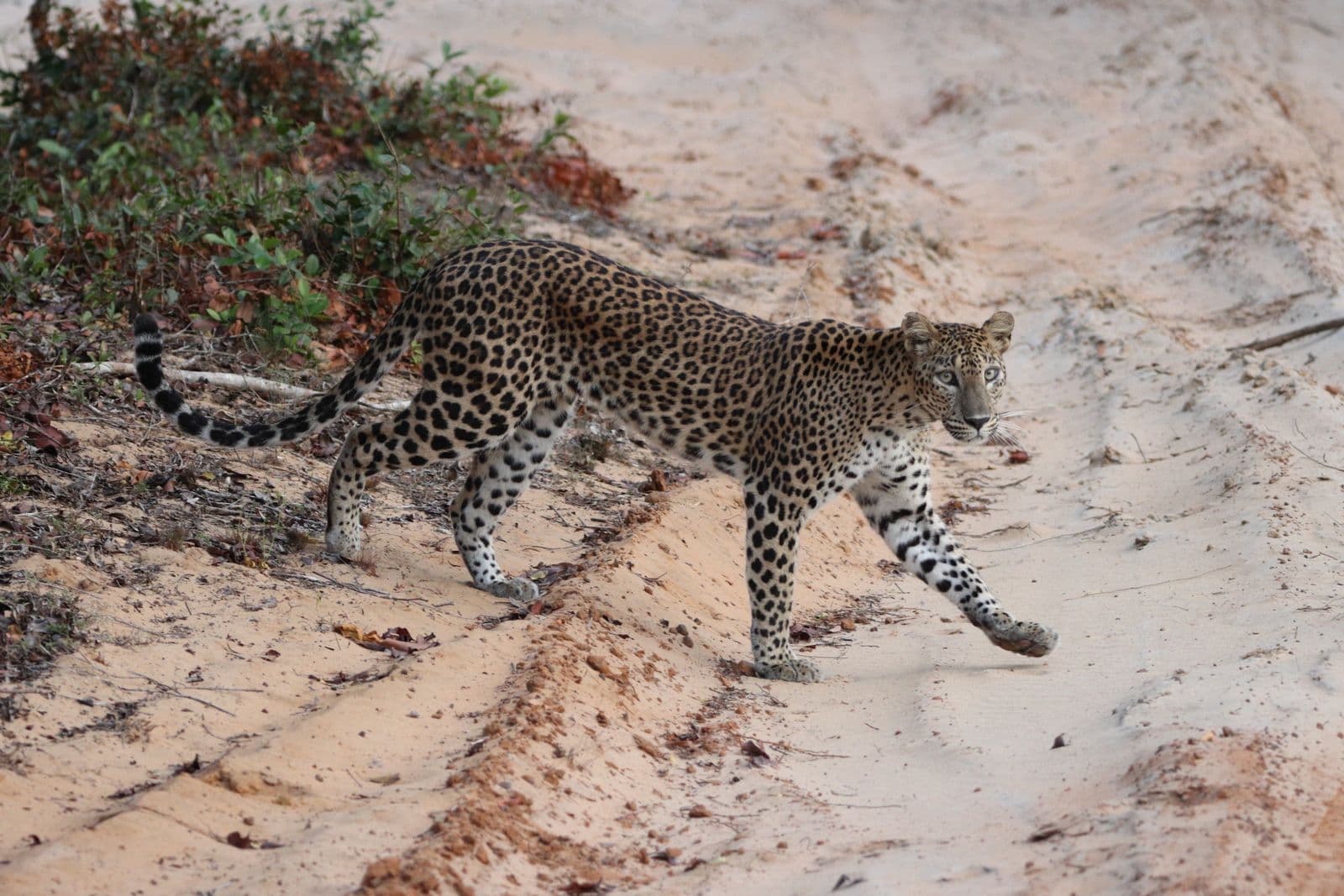 A Sri Lankan leopard resting on a branch in Yala National Park