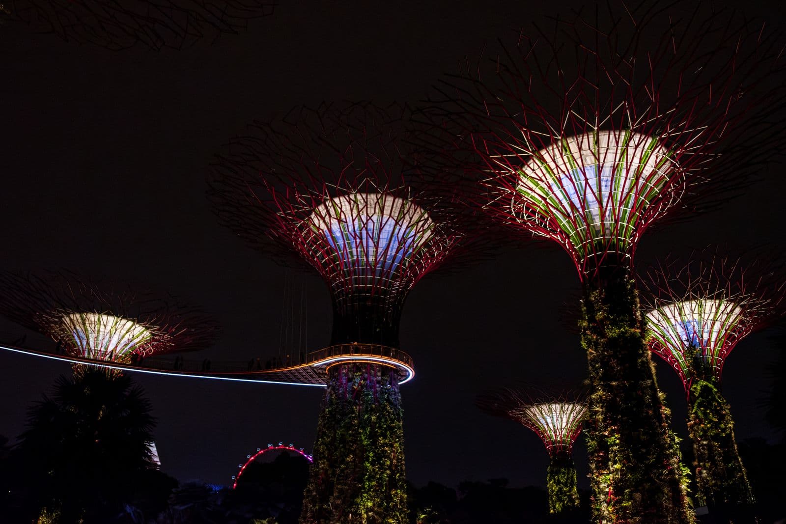 The Supertree Grove at Gardens by the Bay lit up against the Singapore skyline