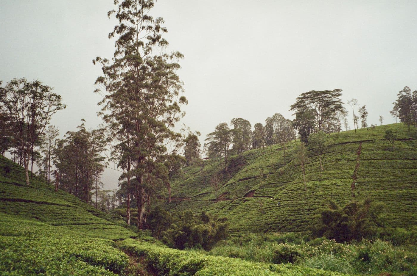Tea plantations across the Sri Lankan highlands
