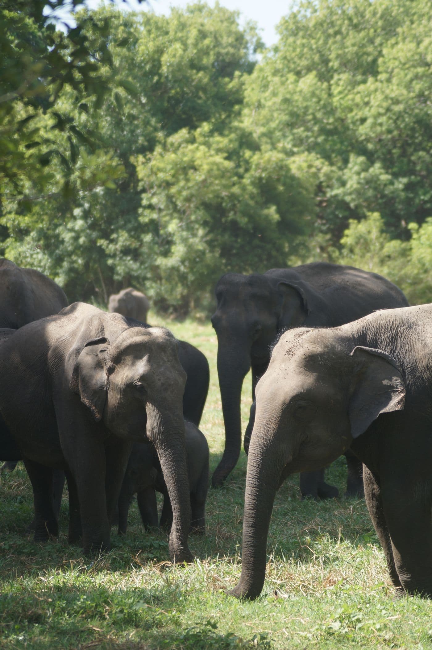 A herd of wild elephants in forest near Dambulla