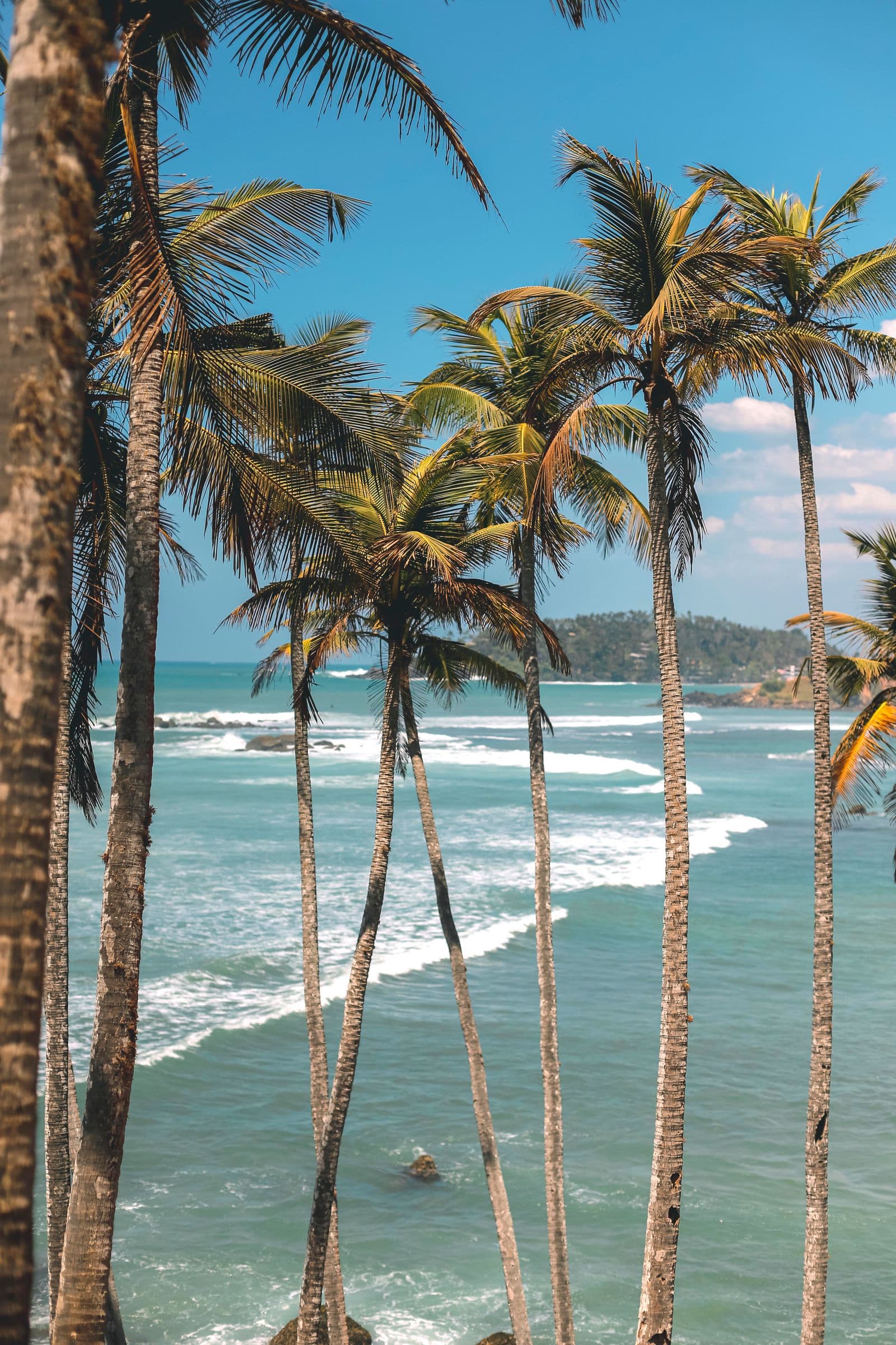 Palm trees leaning over a quiet stretch of beach on Sri Lanka's west coast
