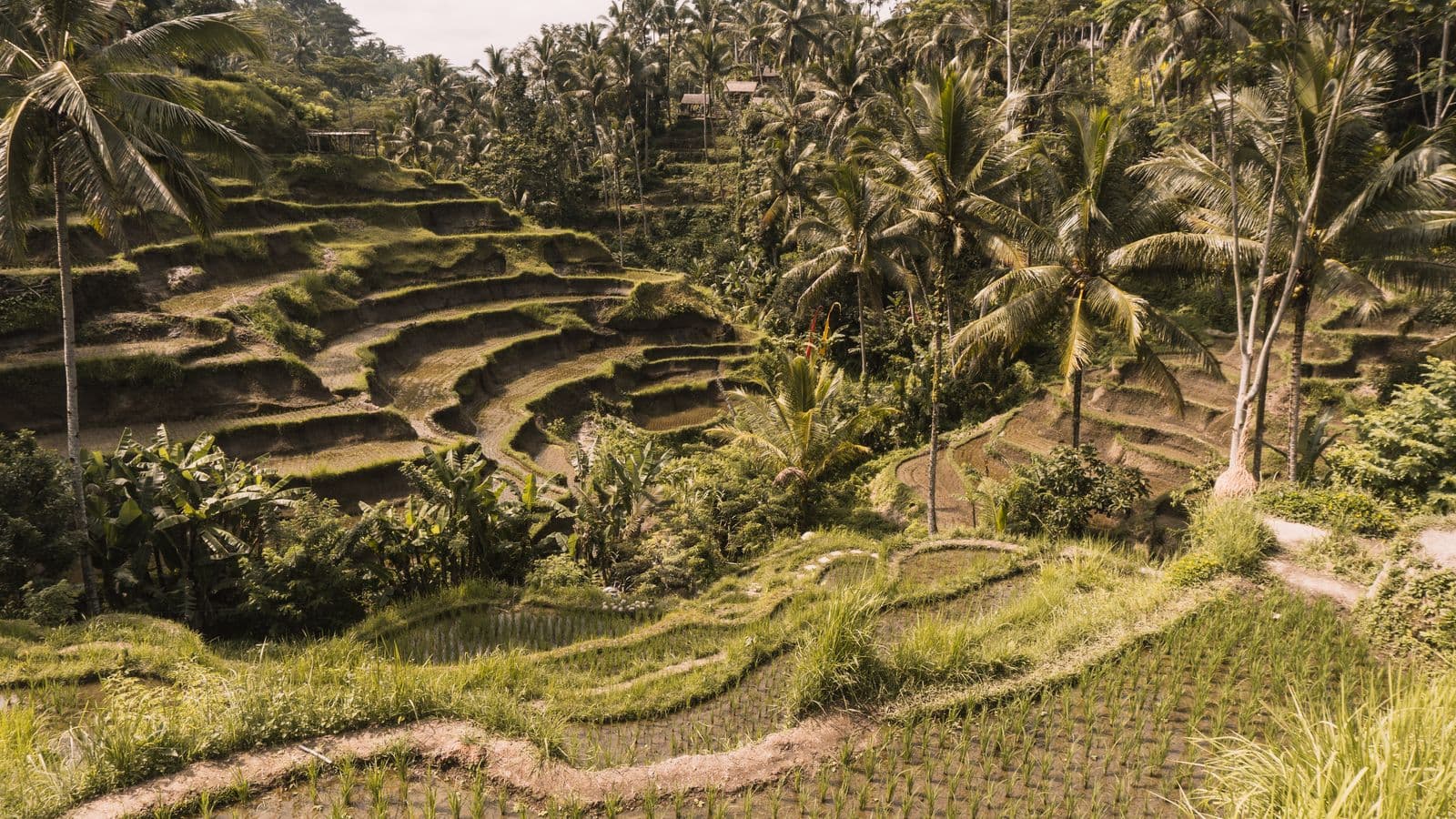 Stepped rice terraces in the Balinese highlands near Ubud
