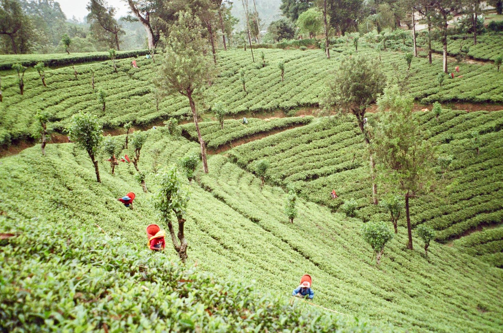 Tea pickers working terraced slopes in the Sri Lankan central highlands