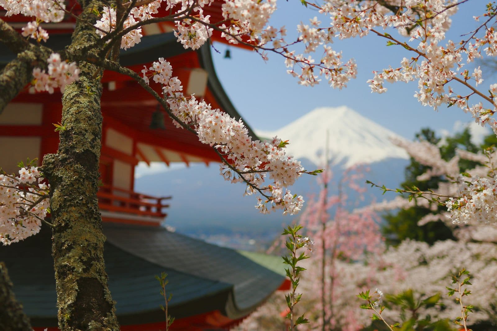 Cherry blossom framing a pagoda and Mount Fuji in Japan